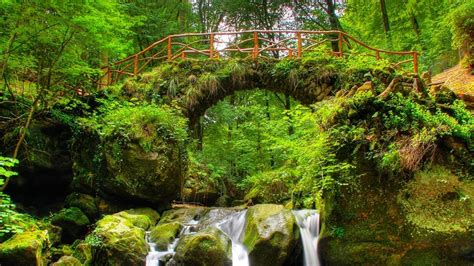 Forest Bridge Background Hd Wallpapers 36478 Baltana