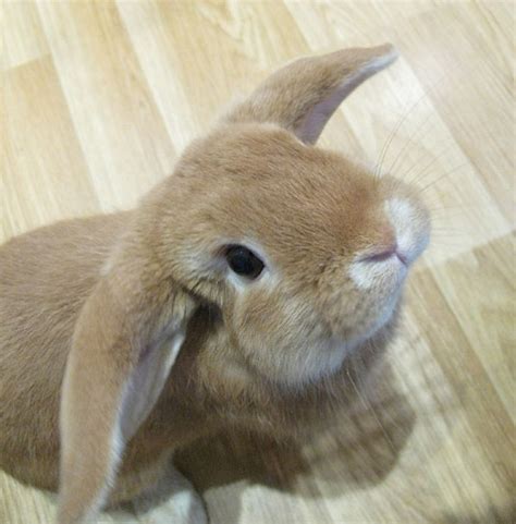 Best Bunny Photos Of 2011 My House Rabbit
