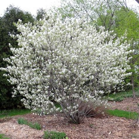 Select your trees, choose your own shipping date at checkout, and receive your trees in the mail anywhere in canada. Buy Saskatoon Serviceberry (Amelanchier Alnifolia) 15 ...