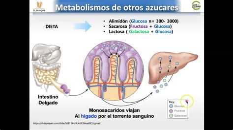 Introducción Al Metabolismo De Carbohidratos Youtube