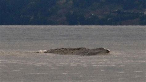 Canadas Loch Ness Monster The Legendary Ogopogo Lake Monster Caught