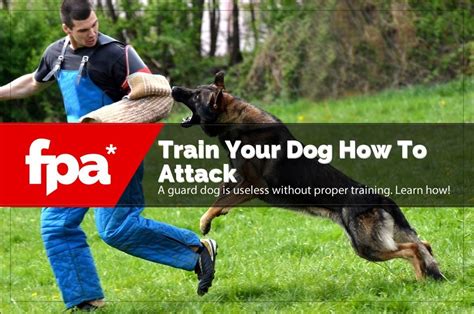 An attack dog or personal protection dog is any dog trained by a human to defend or attack persons, a territory, or property either on command, on sight, or by inferred provocation. how to teach a dog the attack command in 2020 | Training ...