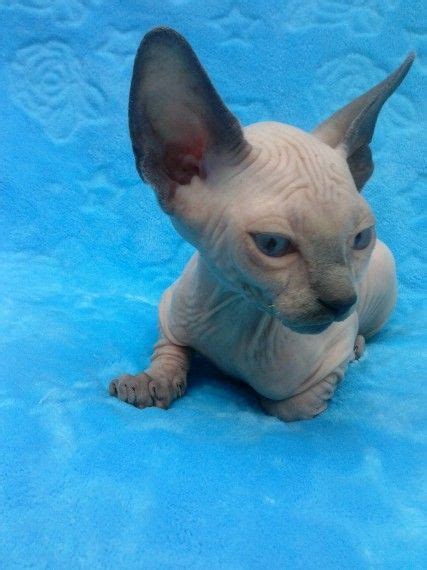 Find kittens and cats in east sussex, or find a home for your feline friend. Sphynx Cats For Sale | Harrisburg, PA #227712 | Petzlover