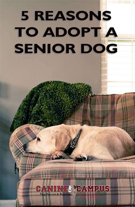 5 Reasons To Adopt A Senior Dog Senior Dog Dog Daycare Dog Adoption
