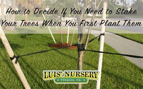 How To Decide If You Need To Stake Your Trees When You First Plant Them