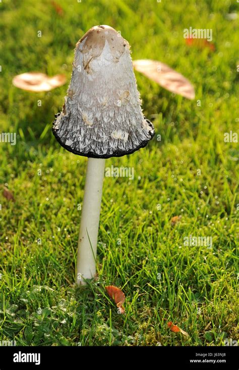 Mushroom Fungus Garden Leaves Hat Hovel Mushroom Fungus Wayside Stalk