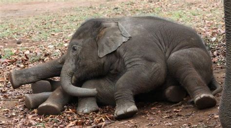 Baby Elephants Lying Down Science Connected Magazine