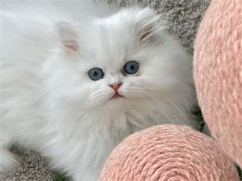 Small And Pure White Persian With Blue Eyes Cats In Texas