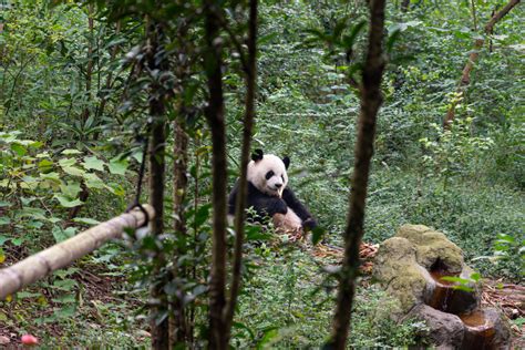 Giant Panda National Park Official Ganp Park Page