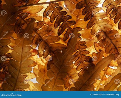 Autumn Yellowed Leaves Of A Fern Autumn In The Forest Stock Photo