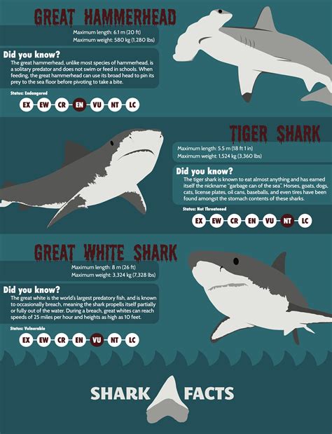 Shark Facts Infographic On Behance