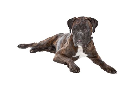 Boxer Dog Boxer Mammal White Purebred Png Transparent Image And