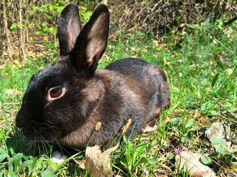 30 Interesting Facts About Rabbits Rabbitcagesuk