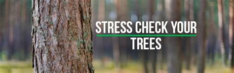 Signs Your Trees Are Stressed Martins Tree Service Inc