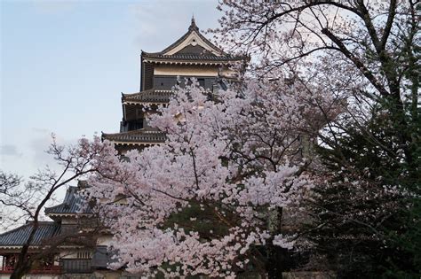 Sakura Au Château De Matsumoto