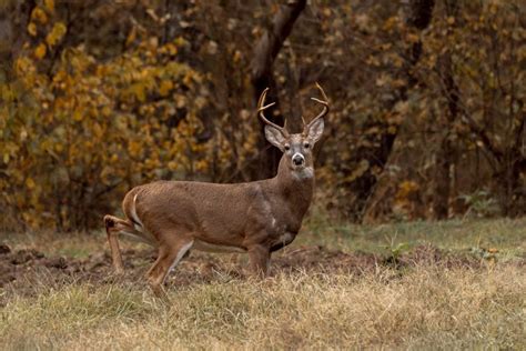 West Virginia Hunting Seasons West Virginia Division Of Natural