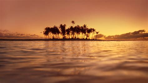 Palm Tree Sunset Wallpaper Landscape Nature 77 Wallpapers