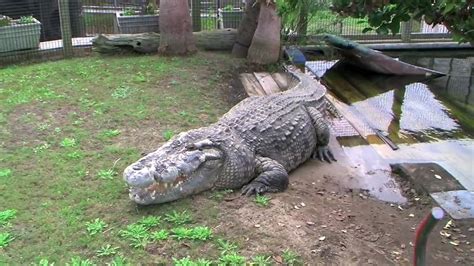 Alligator Adventure In North Myrtle Beach Youtube