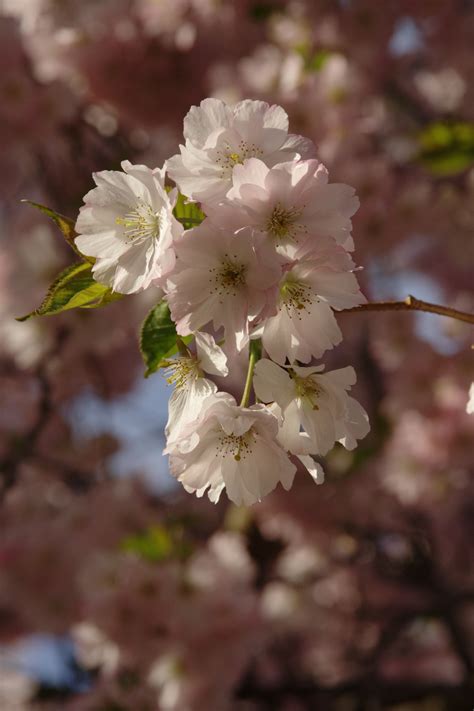 1536x2048 Wallpaper Cherry Blossoms Peakpx
