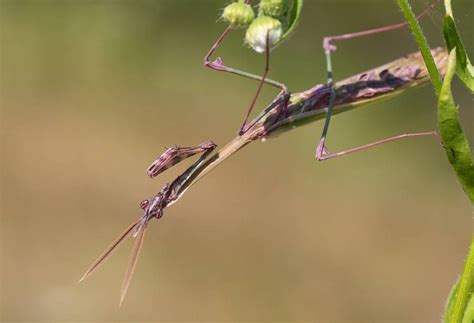 9 Of The Most Absurd Looking Mantis Species