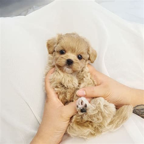 Will be 2 to 3 pounds fully grown. Rhiona - Teacup Maltipoo Puppy - Teacup puppies for sale