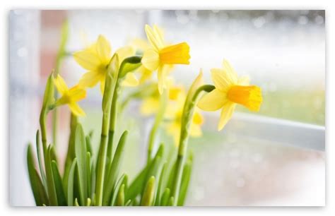 Yellow Daffodils Flowers Near Window Ultra Hd Desktop