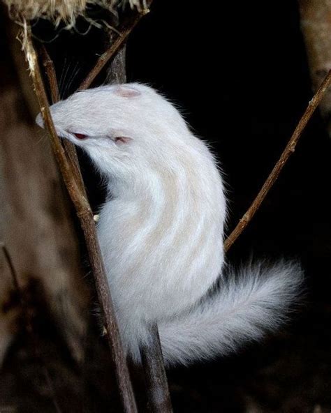 A Z List Of 125 Rare Albino Animals Pics In 2020 Rare Albino