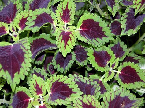 Shade Plants Make Low Light Gardens Pop With Color Sunset Shade