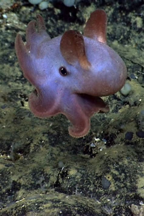 La Pieuvre Dumbo Dumbo Octopus Weird Sea Creatures Incredible Creatures