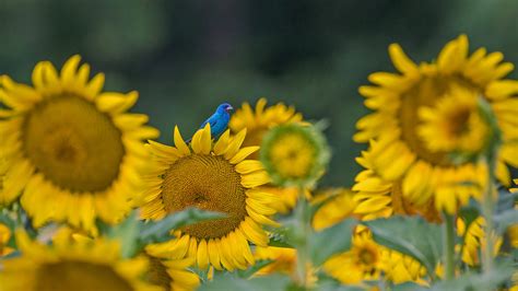向日葵上的靛蓝彩旗鸟 © William Krumpelmangetty Images 必应每日高清壁纸 精彩从这里开始