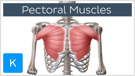 Chest Muscles Anatomy Pectoral Muscles Area Anatomy And Function Human