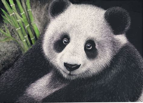 Giant Panda Scratchboard Art Print Wildlife Art For Animal Lovers Etsy Uk