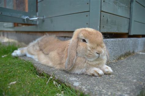 Relaxed Rabbit Stock Image Image Of Relaxing Tired Grass 5367081