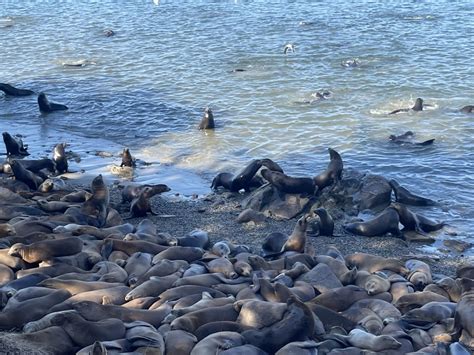 Why Are There So Many Sea Lions In The Monterey Peninsula Kion546