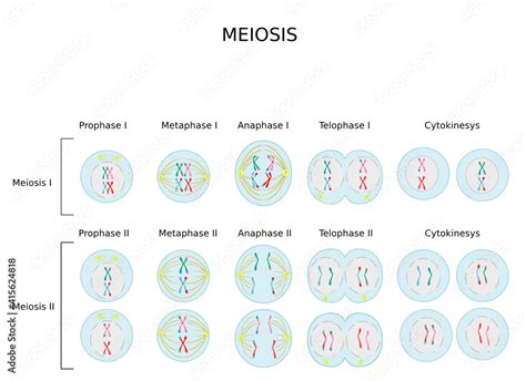 Meiotic Phases Prophase Metaphase Anaphase And Telophaseprocess Cell Division In Sexually