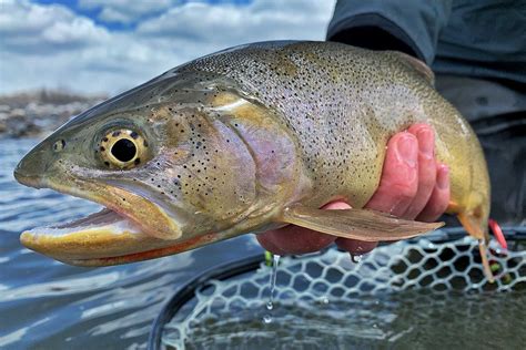 Spring Fly Fishing On The Snake River At The Bar B Bar Ranches