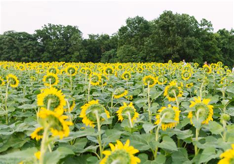 Sunflower Fields At Mckee Beshers In Maryland Photo Guide