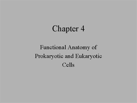 chapter 4 functional anatomy of prokaryotic and eukaryotic