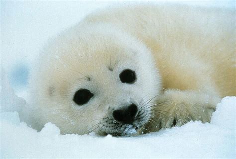 Harp Seal Arctic Mammal Adaptations And Conservation Britannica