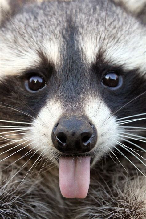 Welcome To Animal Cognizance Raccoon Sticks Out Tongue