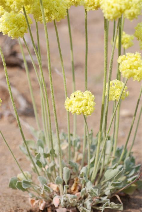 Check spelling or type a new query. Central Oregon Wildflowers | Wild flowers, Central oregon ...