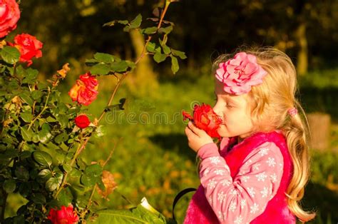 Little Lovely Girl Smelling Rose Flower Stock Image Image Of Smell