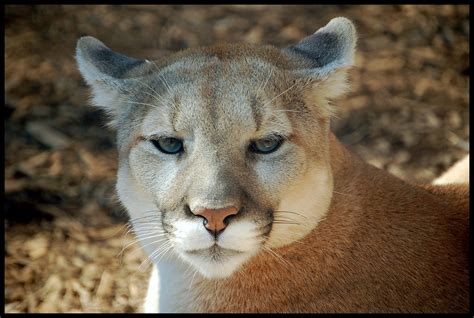 Grace And Beauty The Cougar Puma Concolor Also Puma Mo Flickr