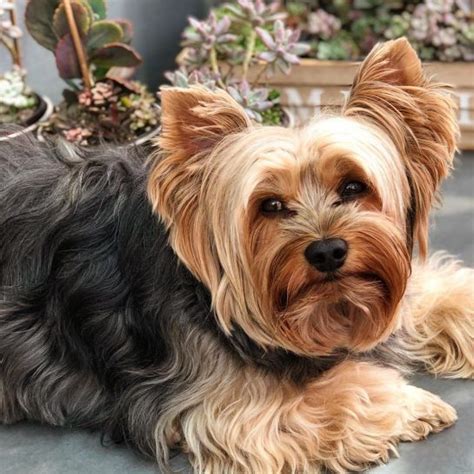 15 Things Yorkshire Terrier Owners Must Never Forget Page 4 Of 5