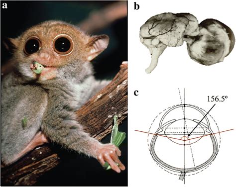 Tarsier Goggles A Virtual Reality Tool For Experiencing The Optics Of