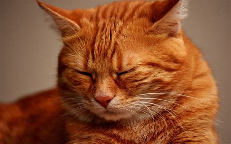 1080p Free Download Ginger Cat Dissatisfaction Concepts Pets Cats