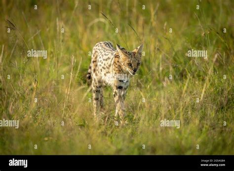 Serval In Long Grass Hi Res Stock Photography And Images Alamy