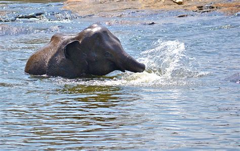 Free Photo Elephant Baby Playing In Water River River Bath
