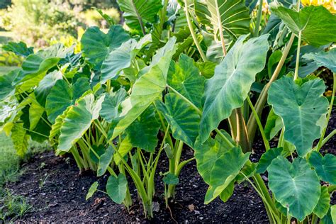 Learn How To Grow And Care For Elephant Ear 2022