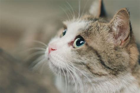 Low Angle Shot Of A Tabby Cat · Free Stock Photo
